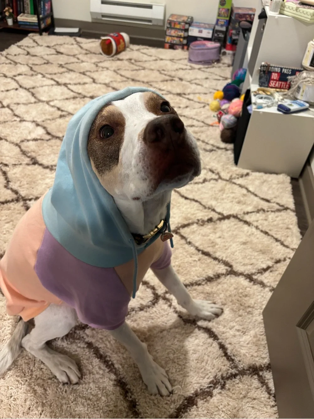 Pastel Colorblock Dog Hoodie